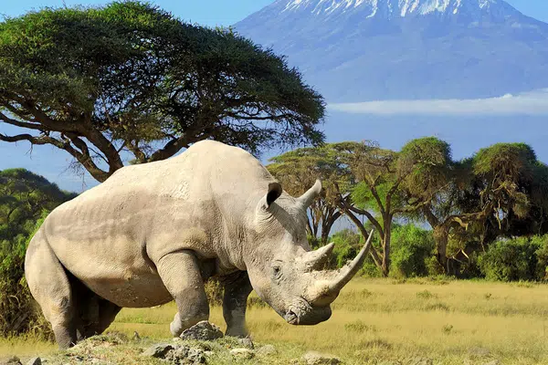 Kenia und Tansania - Endlose Savannen am Fuße des Kilimanjaro